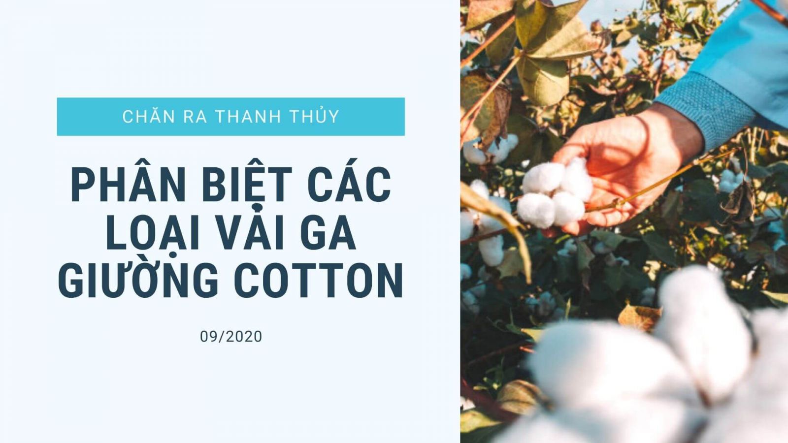 phan-biet-cai-loại-ga-giuong-vai-cotton