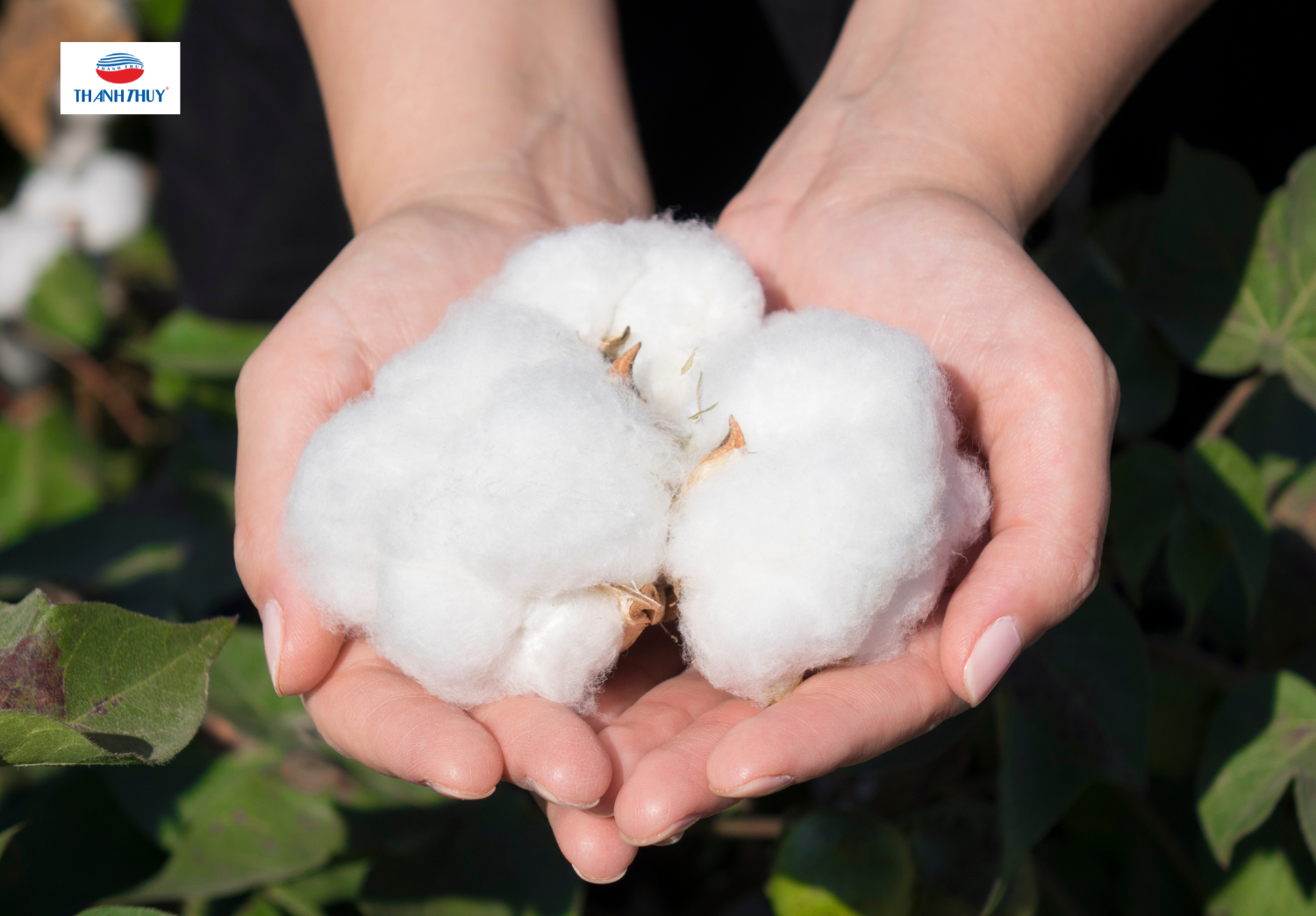 Vải 100% từ cotton với 300 sợi/inch
