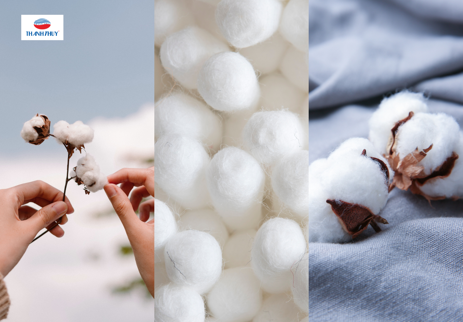 Vải 100% từ cotton với 400 sợi/inch
